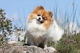 SPITZ ALLEMAND 286